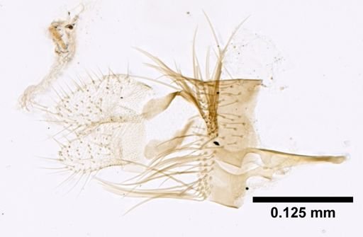 Lutzomyia cruzi