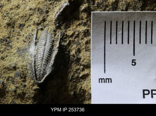 Pentremites sp.