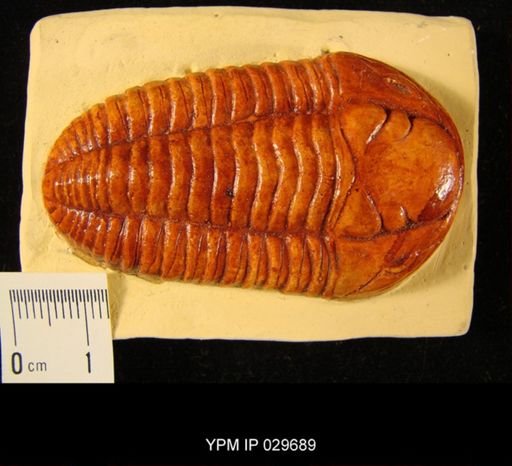 Calymene blumenbachi