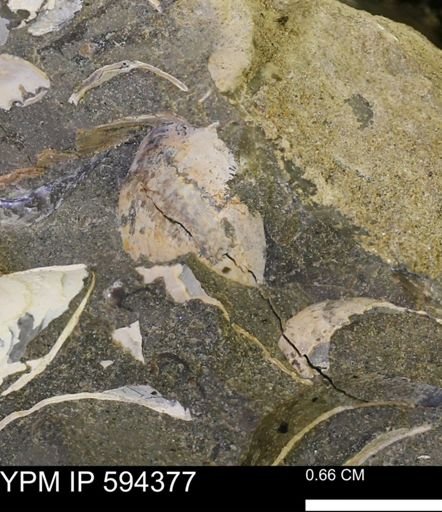 undet. Bivalvia
