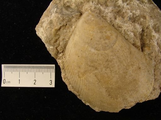 Lima dichotoma