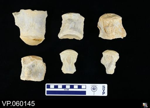 undet. Mosasauridae