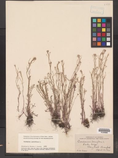 Cardamine parviflora var. arenicola