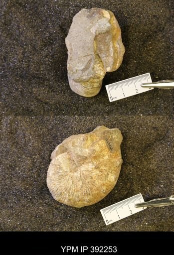 undet. Scaphitidae