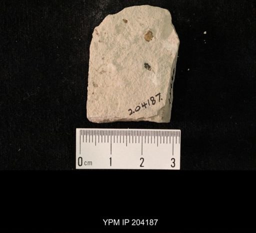 undet. Hexapoda