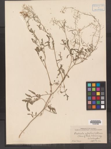 Rorippa sylvestris