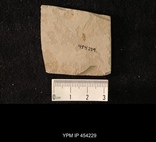 undet. Bombyliidae