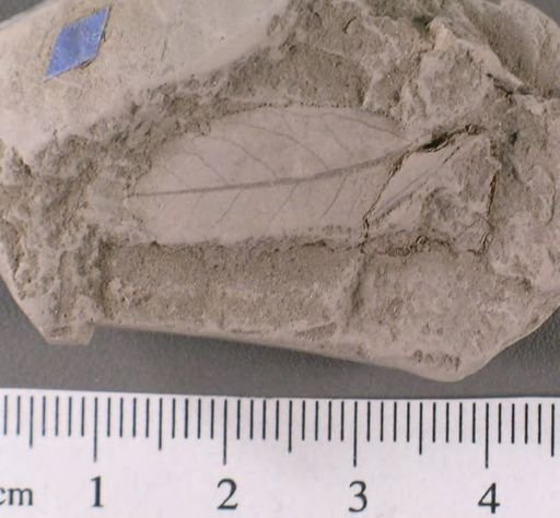 Celastrophyllum brittonianum