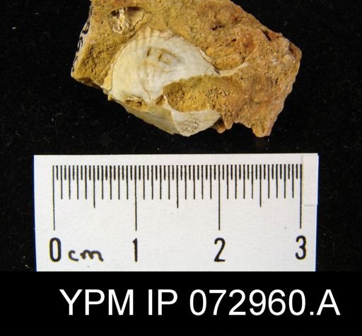 Atrypa tennesseensis