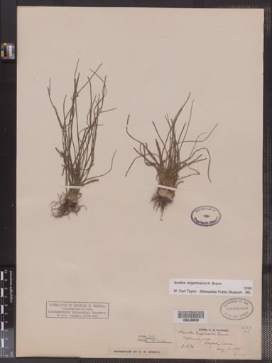 Isoetes engelmannii