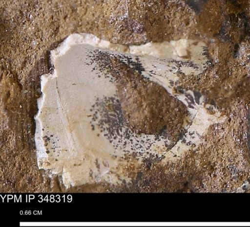 undet. Bivalvia