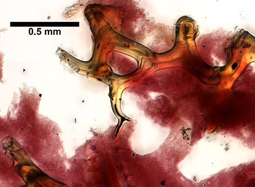 Aplysina sp.