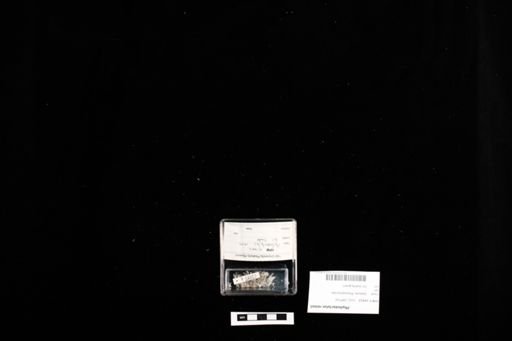 Phyllodactylus reissii