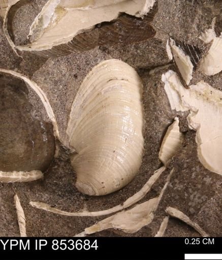 Limopsis striatopunctatus