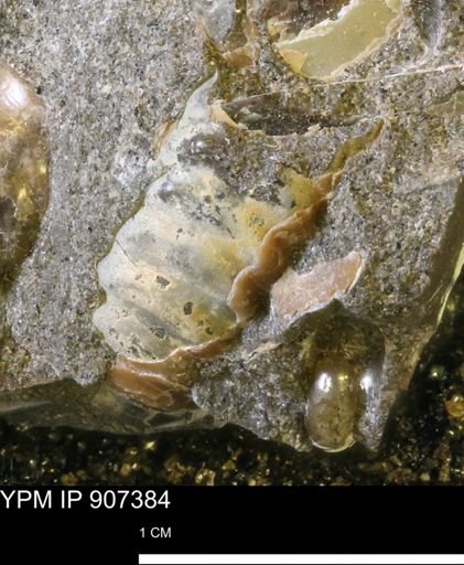 undet. Scaphitidae