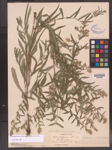 Symphyotrichum lateriflorum