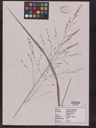 Panicum virgatum