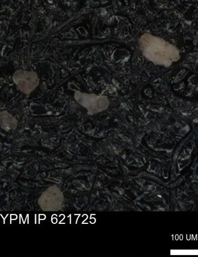 undet. Foraminiferida