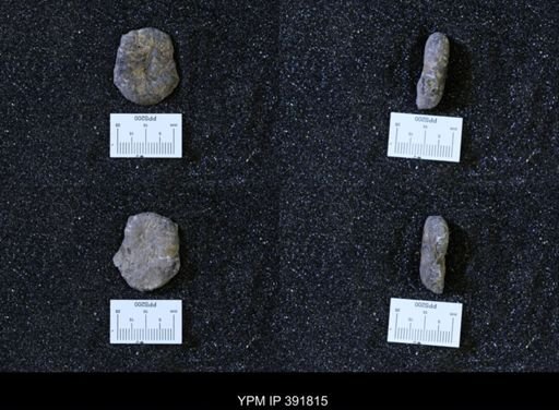 Scaphites whitfieldi