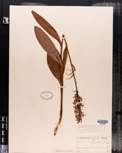Habenaria