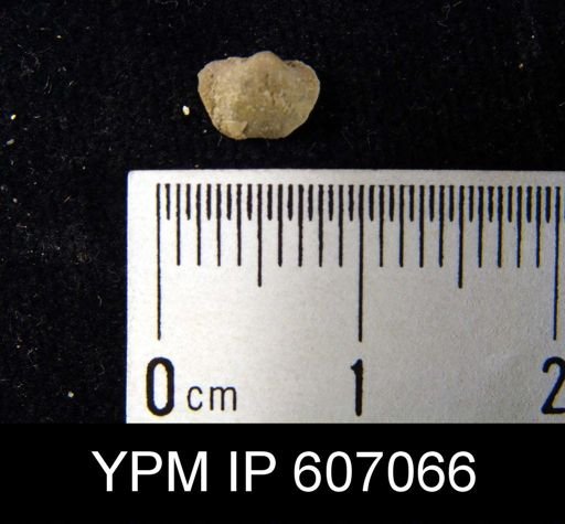 Ambocoelia sp.