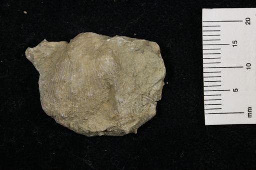 Linoproductus prattenianus