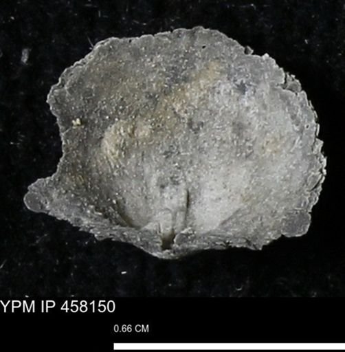 Chonetes mucronatus