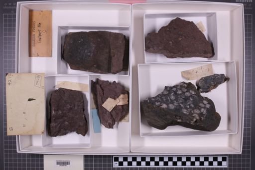 mixed taxa, stratigraphic collection