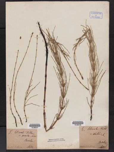Equisetum