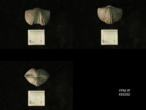 Platystrophia regularis