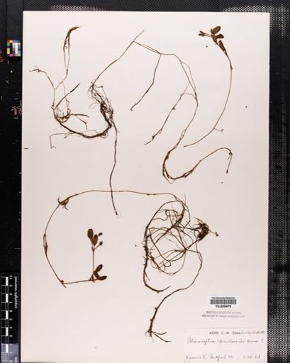 Potamogeton spirillus