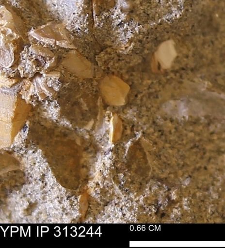 Corbicula