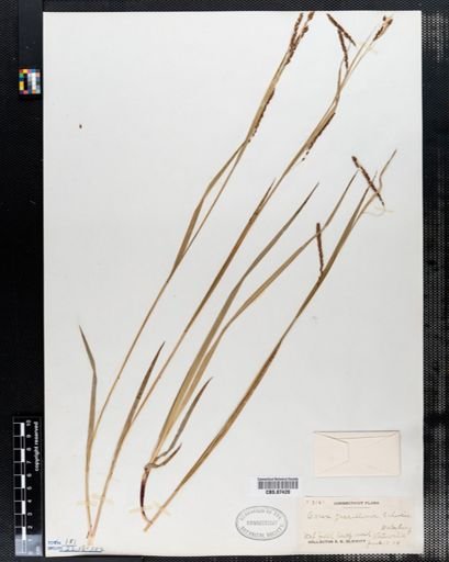 Carex gracillima