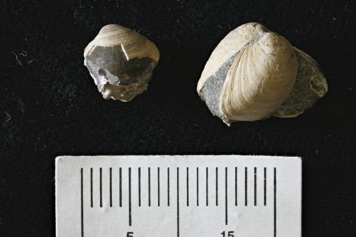 Limopsis striatopunctatus
