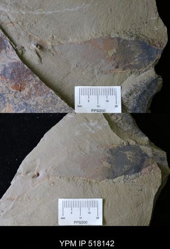 undet. Arthropoda