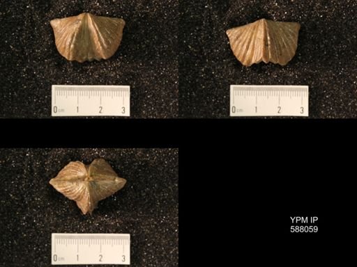 Platystrophia laticostata