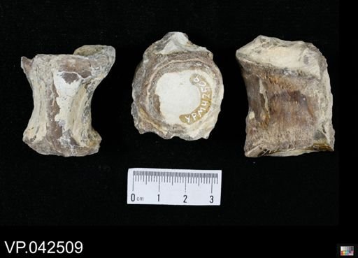 undet. Ichthyodectidae