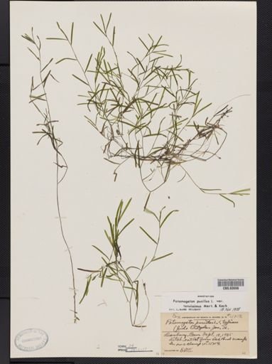 Potamogeton pusillus var. tenuifolius