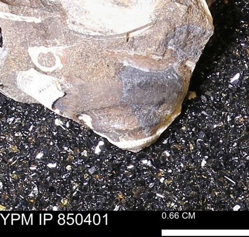 undet. Bivalvia