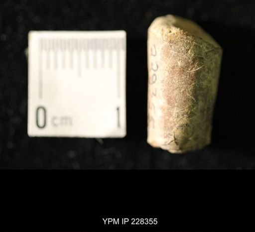 Pseudorthoceras knoxense