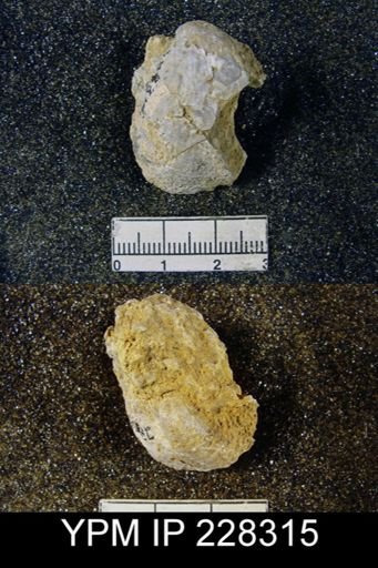 Echinoconchus sp.