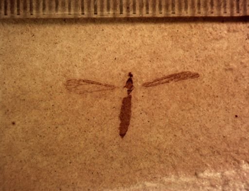 Tipulidae?