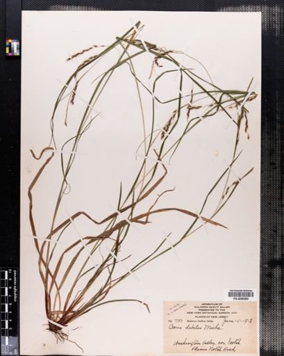 Carex debilis