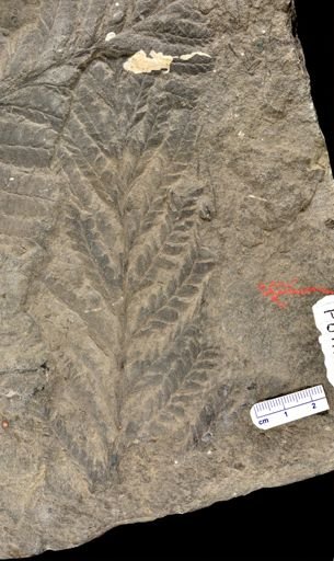 Archaeopteris sp.