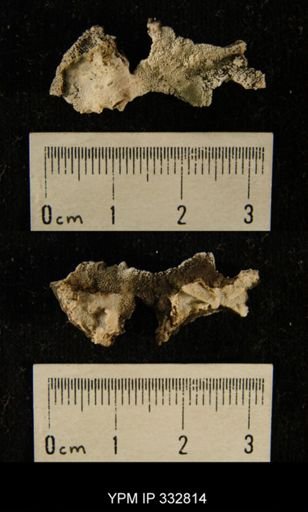 undet. Bryozoa