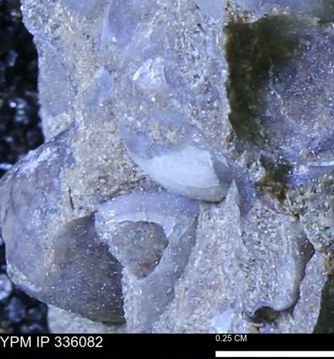 Protocardia subquadrata