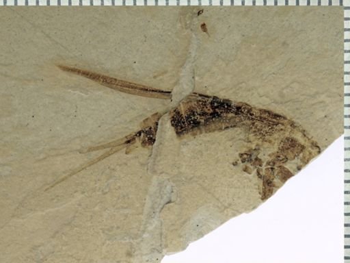 undet. Gryllidae