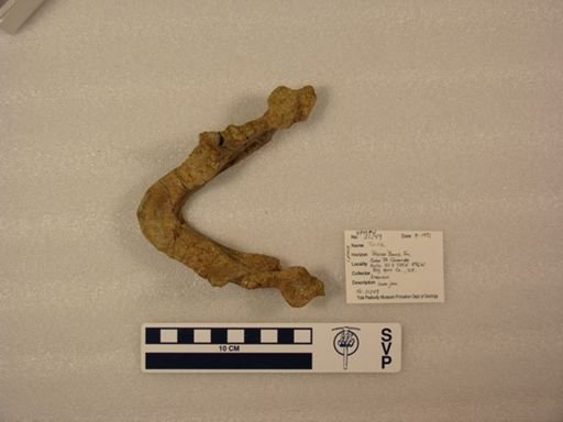 Testudinata