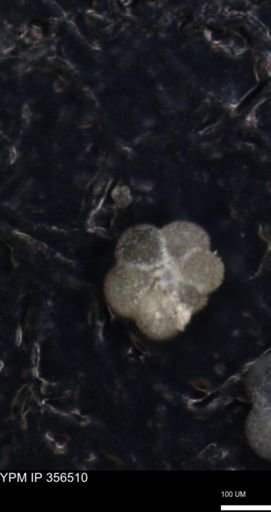 undet. Foraminiferida