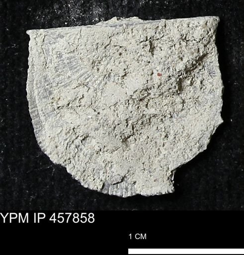 Strophodonta sp.